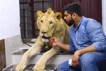 巴基斯坦兄弟飼養(yǎng)雄獅帶其駕車出游來自巴基斯坦卡拉奇的兩兄弟哈姆撒·侯賽因(Hamzah)和哈?！ず钯愐?Hassan Hussain)有著一位非傳統(tǒng)室友：一頭名叫辛巴(Simba)的成年非洲雄獅。這對熱愛動物的兄弟甚至還開車帶辛巴一起旅行。【詳細】國際新聞｜國際熱圖