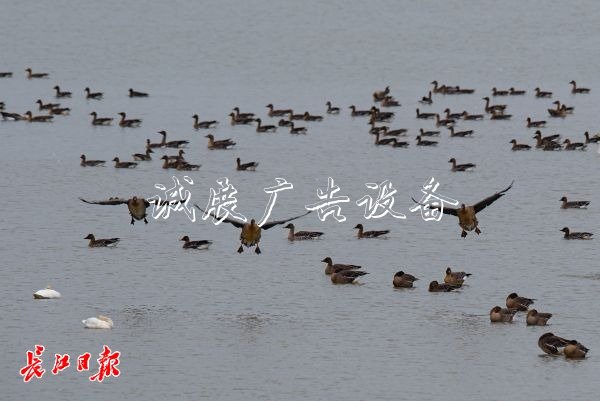 快來推薦你心目中的市滾動式燈箱鳥吧！武漢市市鳥評選啟