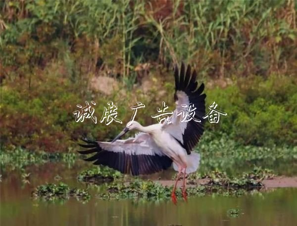 西溪濕地造福杭州路燈燈箱城，他見證10年巨變