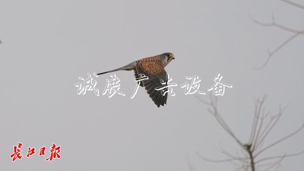 “城市小獵人”紅隼現(xiàn)宣傳欄身漢口江灘，它愛吃鼠類