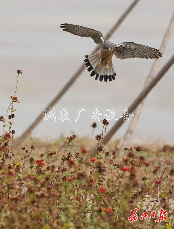 “城市小獵人”紅隼現(xiàn)宣傳欄身漢口江灘，它愛吃鼠類