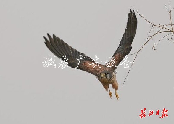 “城市小獵人”紅隼現(xiàn)宣傳欄身漢口江灘，它愛吃鼠類