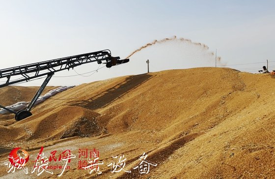 讓"中國碗"多盛"河南糧"　　8600萬畝小麥顆粒歸倉，今年又是一個豐收年！近年來，河南糧食連年豐收，總產量穩(wěn)定在1300億斤左右。全國1/10的糧食、超過1/4的小麥均產自這里，<a href=